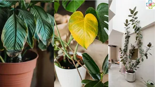 9 Signs that Indicate Your Indoor Plants Need More Sunlight