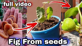 How to grow fig / Anjeer from seeds  (Full Video)