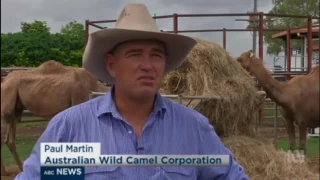 The potential camel dairy and meat industry for Queensland