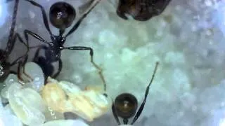 Messor barbarus