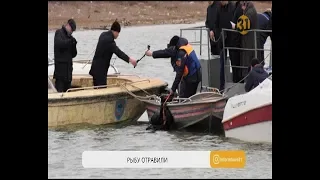 Стала известна причина массовой гибели рыбы в Атырау