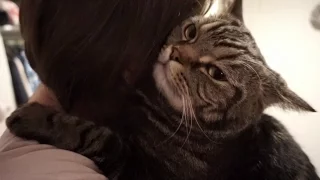 Кот соскучился и обнимает хозяйку; Cat has missed his owner and now is hugging him