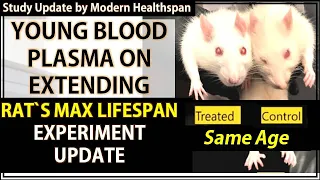 Young Blood Plasma Extending Rats Max Lifespan | Professor Rodolfo Goya's Experiment Update