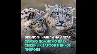 Экологи нашли на Алтае самую пожилую пару снежных барсов в дикой природе