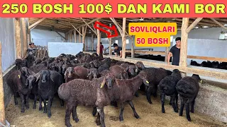 100$ DAN SIMJIN XSORI QO‘ZILARI 3 OYDAN 6 OYGACHOR