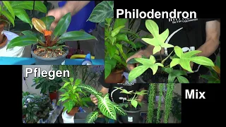 Alle Philodendron Sorten von Detlef Römisch und wie sie gepflegt werden