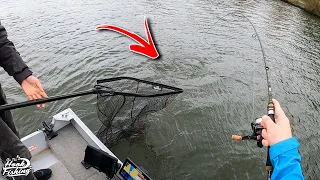 Perch Fishing in Holland: These Fish are HUGE!