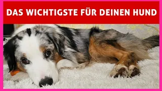 Nervöser und unruhiger Hund 🛑 Deshalb lernen Hunde nichts ⚠️ Hundeerziehung: Training durch Schlaf ✅