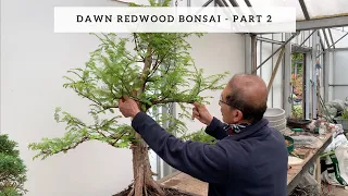 Creating Dawn Redwood Bonsai - Part 2