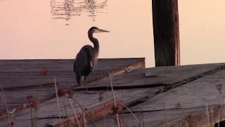 Blue Heron taking flight