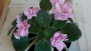 AFRICAN VIOLET QUICK TIP VIDEO What Water Temperature Should I Use To Water My African Violets?