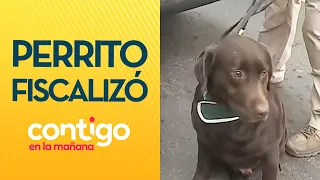 OLFATEÓ CAMIÓN: Perro antidrogas fiscalizó vehículos en San Bernardo - Contigo en la Mañana