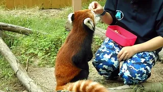 【2021/9/5】八景島シーパラダイスのコキンちゃん(♀)⇒Red Panda "Kokin"-Yokohama Hakkeijima(In Sep of 2021)