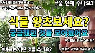 식물 기르기? 식물 키우는 법 알려드릴게요🌳화분 물주는 방법 | 죽어가는 식물 살리기 | 화분 비료 | 화분 벌레 | 식물 사는 곳| 수경재배 | 과습 | 키우기 쉬운 식물 키우기