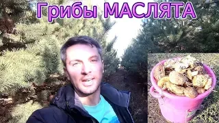 20 октября 2019! Собираю грибочки в сосновом лесу!