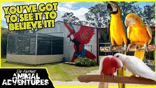 THE MOST AWESOME PARROT AVIARY YOU'VE EVER SEEN REVISITED!