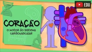 Coração - o principal órgão do Sistema Cardiovascular