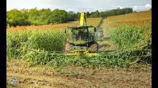 Siláže ciroku - Sorghum silage 2020 - John Deere 8800i + 8370R + 7310R + 6215R + Tatra 815