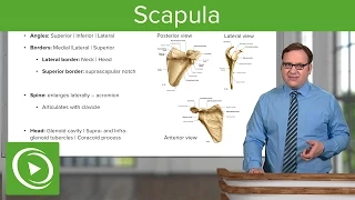 Scapula: Views & Surface – Anatomy | Lecturio