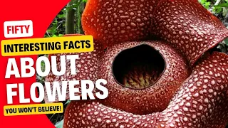 Fascinating Facts About Flowers You've Never Heard Before