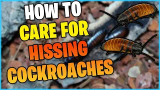 Madagascar Hissing Cockroach CARE GUIDE!