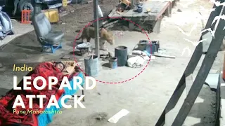 Leopard Attack | Man Sleeping, Leopard Attacks Pet Dog in Pune, Maharashtra, India.