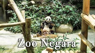 Zoo Negara Malaysia【Full Tour in 4k】