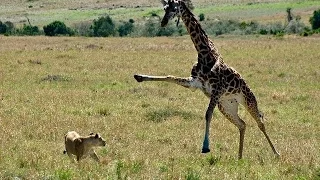 Giraffe kills lion  Giraffe attacks lion pride and kicks one of them to death