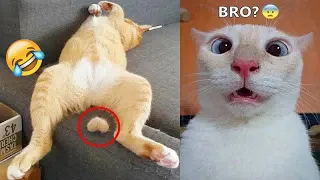 😸 Best Cats and Dogs Videos 😆 Funniest Catss 😂