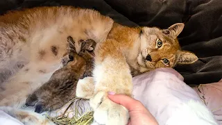 Lynx Umka with her kittens does not want to let Katya go