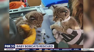 Bobcat kittens adopted by Carole Baskin, Big Cat Rescue
