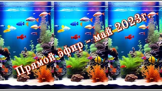 Прямой эфир - май 2023.