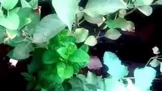 Propagating Plants by cuttings