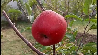 САМЫЕ ПОЗДНИЕ СОРТА ЯБЛОНЬ В САДУ - СПАРТАН. ВЫРАЩИВАНИЕ И УХОД.