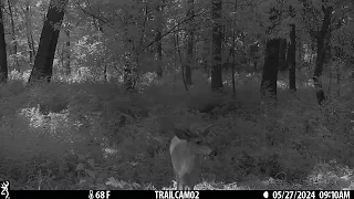 Browning trail camera footage