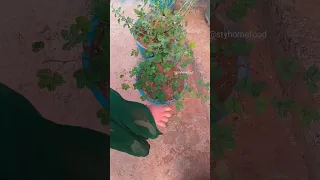 Touch me not Plant ☘️ mimosa pudica plant#viral#video#