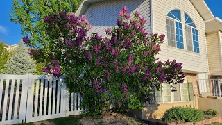 How to Grow Beautiful Lilacs