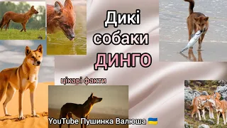 ДИНГО 🐶| дикі собаки | цікаві факти 👍