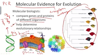 Molecular Evidence for Evolution