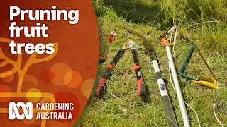 How to prune and maintain large fruit trees like mangoes | Gardening 101 | Gardening Australia