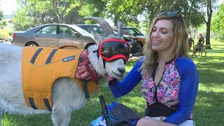 WOW! Goat in Idaho Loves to Paddle Board