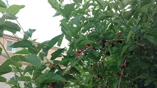 Dwarf Everbearing Mulberry Tree