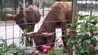 Riga-Berlin-Riga: Video 43 (Берлинский Зоопарк - donkeys / Berlin Zoo - donkeys)