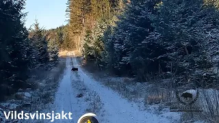 Unghunden får gå lite eftersök & Vega skäller gris i vanlig ordning  . Jakt Jakthund hunting