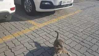 주차장 고양이 학대영상 ㄷㄷ