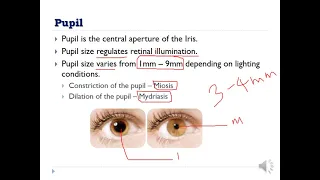 UVEA - Anatomy