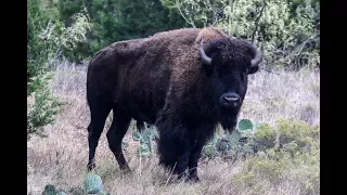 Bison Hunts & Overview of Exotics