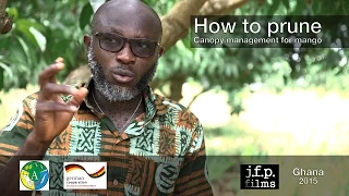 How to prune - Canopy management for mango
