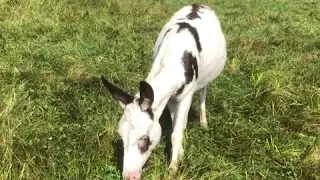 Donkey eating grass - The Donkey king - Donkey Raja in real life