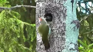 TOP 5 ! Brilliant  Nature movement catch  on Camera